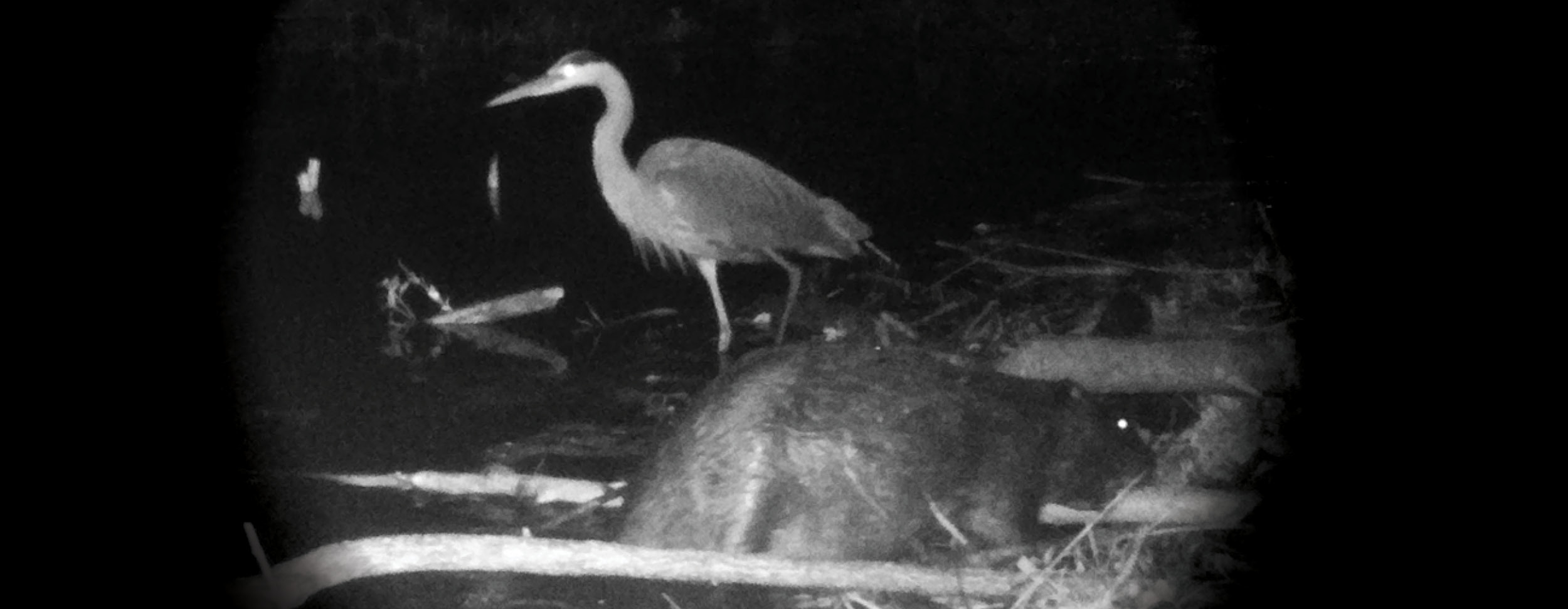 Nighttime black and white photo of a beaver in the foreground, great blue heron behind.