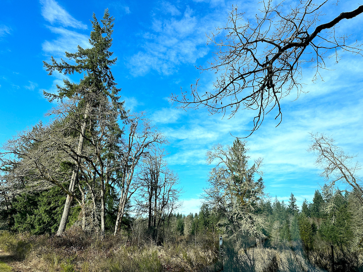 Trees in front of a blue sky with scattered clouds.