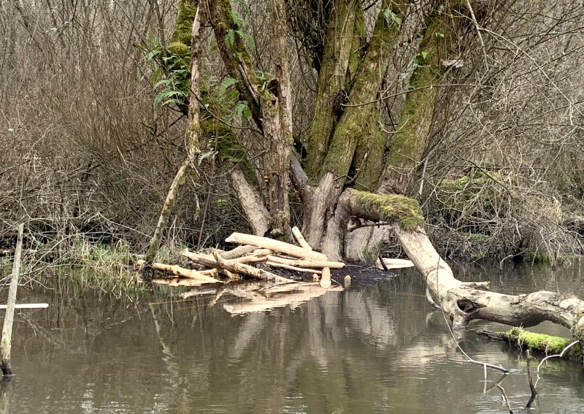 Beaver fixer-upper